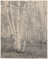 Untitled [tree in forest]