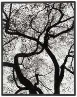 Tree in Central Park, 1965