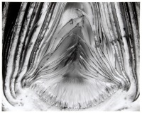 Artichoke, Halved, 1930