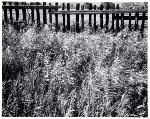 Fence and Grasses