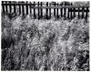 Fence and Grasses