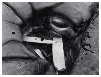 Driftwood and Eye, Point Lobos, CA, 1951