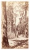 Among the Cedars, Mariposa Grove