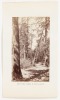 Among the Cedars, Mariposa Grove - 2