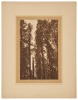 Five photographs attributed to George Banfield - 4