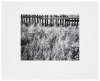 Fence and Grasses - 2