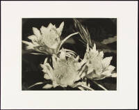 Night Blooming Cereus