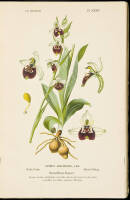 Album des Orchid&eacute;es D'Europe