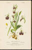 Album des Orchid&eacute;es D'Europe