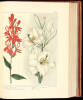 The New Botanic Garden, illustrated with one hundred and thirty-three plants, engraved by Sansom, from the original pictures, and coloured with the greatest exactness from drawings by Sydenham Edwards - 2