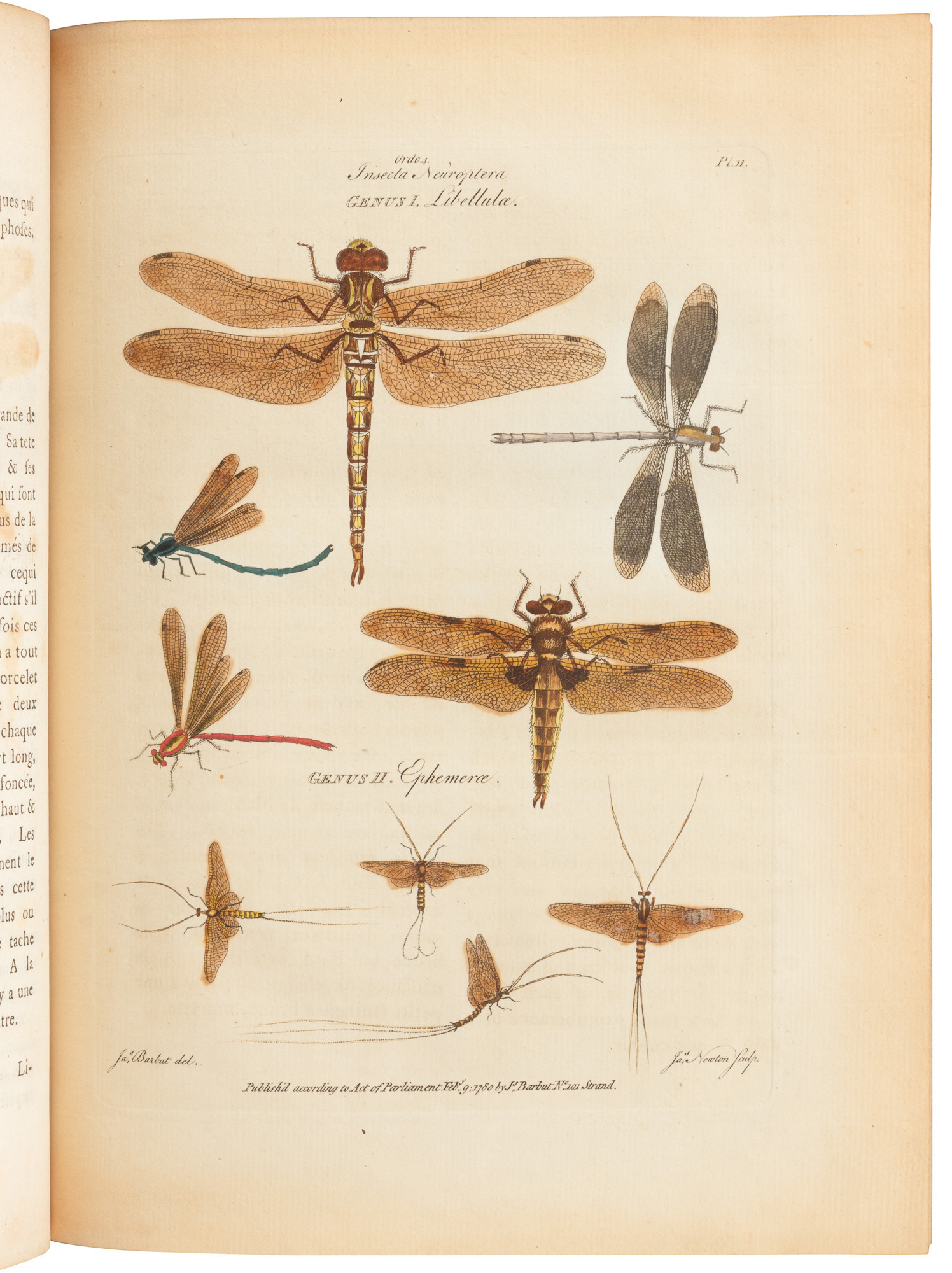 Linee Insect Grouping Genera Insectorum of Linnaeus Exemplified by Various Specimens of ...