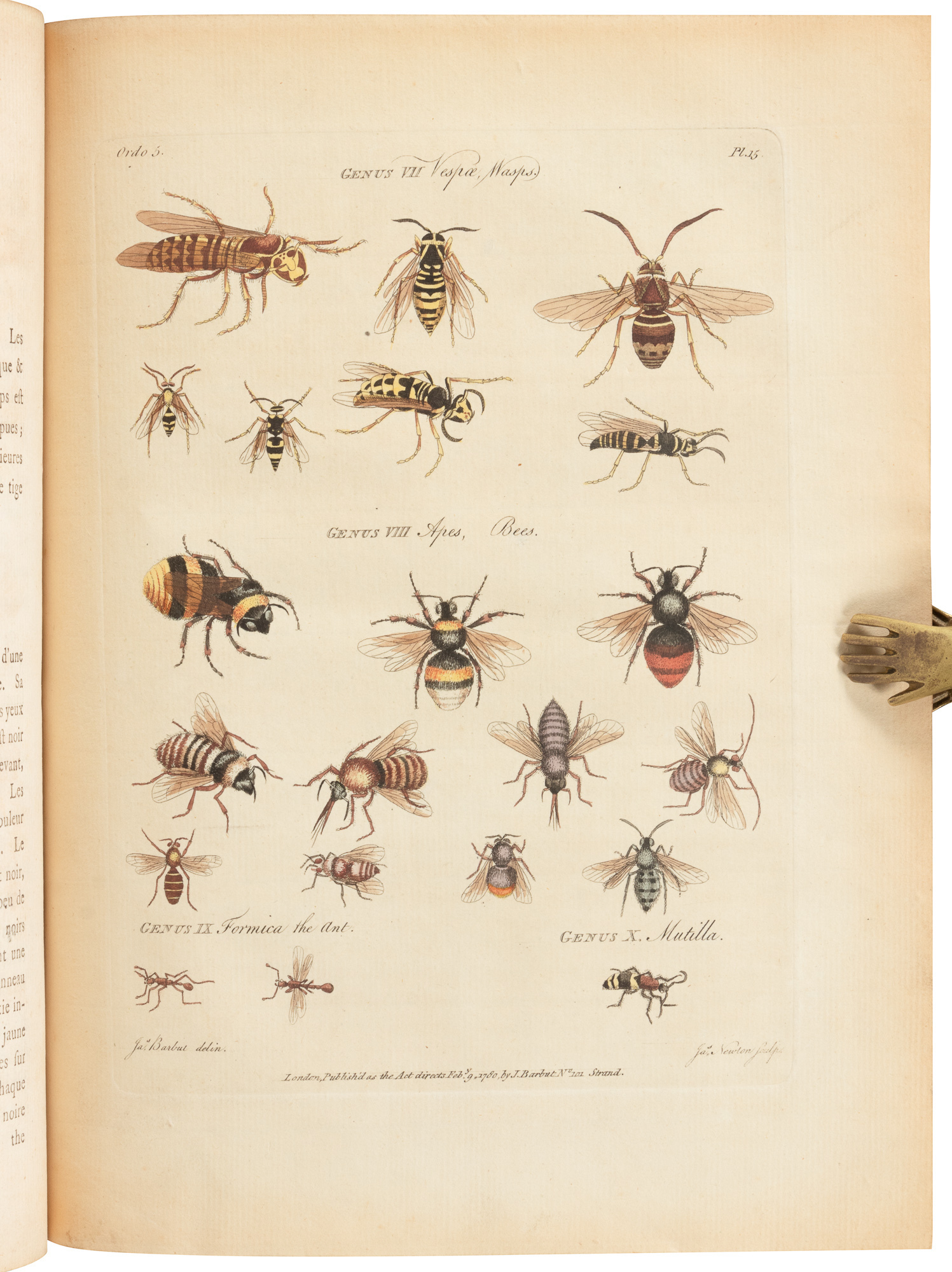 Linee Insect Grouping Genera Insectorum of Linnaeus Exemplified by Various Specimens of ...