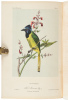 Illustrations of the Birds of California, Texas, Oregon, British and Russian America. Intended to contain Descriptions and Figures of all North American Birds... - 2