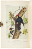 Illustrations of the Birds of California, Texas, Oregon, British and Russian America. Intended to contain Descriptions and Figures of all North American Birds... - 3