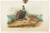 Illustrations of the Birds of California, Texas, Oregon, British and Russian America. Intended to contain Descriptions and Figures of all North American Birds... - 5