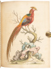 A Natural History of Birds - Gleanings of Natural History - 3