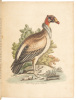 A Natural History of Birds - Gleanings of Natural History - 5