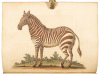 A Natural History of Birds - Gleanings of Natural History - 6