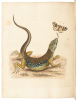 A Natural History of Birds - Gleanings of Natural History - 8