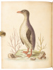 A Natural History of Birds - Gleanings of Natural History - 9