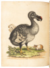 A Natural History of Birds - Gleanings of Natural History - 11