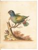 A Natural History of Birds - Gleanings of Natural History - 12