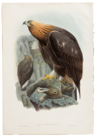 Aquila Chrysaëtos - Golden Eagle