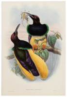 Monograph of the Paradiseidae or Birds of Paradise