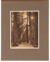Scenes in Bohemian Club Grove (cover title)