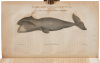American Natural History - 5