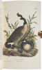 American Wildlife Heritage in ten volumes - 2