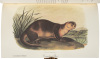 American Wildlife Heritage in ten volumes - 5