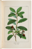 The North American Sylva; Or, A Description of the Forest Trees of the United States, Canada, and Nova Scotia - 2