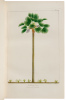 The North American Sylva; Or, A Description of the Forest Trees of the United States, Canada, and Nova Scotia - 4