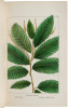 The North American Sylva; Or, A Description of the Forest Trees of the United States, Canada, and Nova Scotia - 5