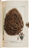 The North American Sylva; Or, A Description of the Forest Trees of the United States, Canada, and Nova Scotia - 6