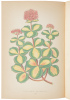 New and Rare Beautiful-Leaved Plants - 3