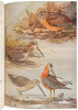 Birds of Massachusetts and Other New England States - 2