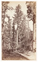 Sugar Pine, Near Big Tree Station