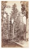 Sugar Pine, Near Big Tree Station