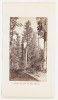 Sugar Pine, Near Big Tree Station - 2