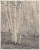 Untitled [tree in forest]