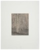 Untitled [tree in forest] - 2