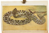 The New Nature Library - 4