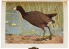 The New Nature Library - 7
