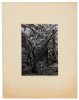 Archive of over 500 photographs from the Bohemian Grove and Bohemian Club - 8
