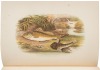 British Fresh-Water Fishes - 2