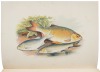 British Fresh-Water Fishes - 7
