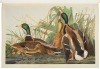 Sharpe and Audubon folio facsimile editions - 5