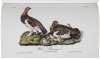 The Complete Audubon. A precise replica of the complete works of John James Audubon... - 4